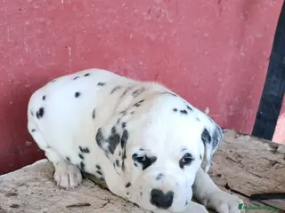Dálmata perros Último machito de dálmata disponible - Anuncio 1