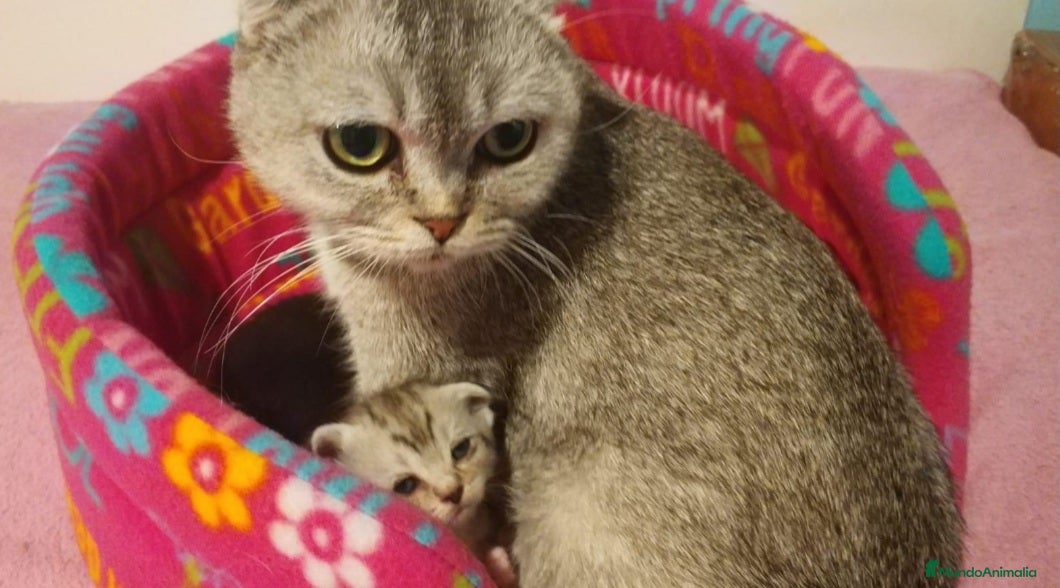 Scottish Fold gatos Lindo Scottish fold lineas chinchila - Anuncio 1