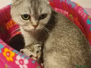 Scottish Fold gatos Lindo Scottish fold lineas chinchila - Anuncio 2