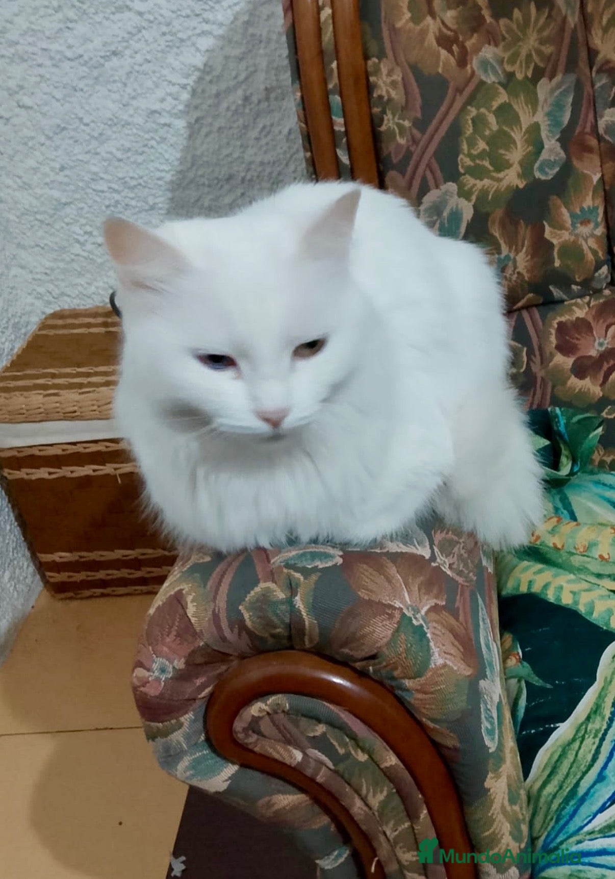 Raza Mixta gatos Camada de Gatitos  - Anuncio 1
