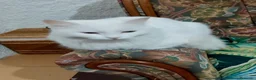 Raza Mixta gatos en venta: Camada de Gatitos  - Anuncio 1