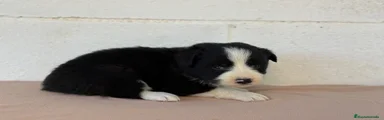 Border Collie hembra negra