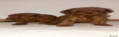 Caniche Toy 5