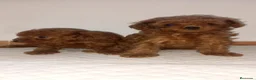 Caniche Toy perros en venta: Cachorros de caniche - Anuncio 4