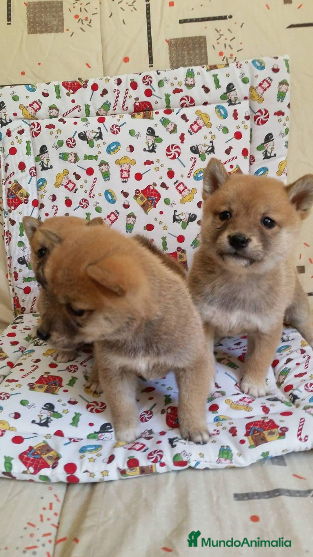 Shiba Inu perros en venta: SHIBA INU - Anuncio 1