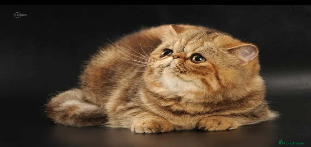 Imagen de galería {{count}}