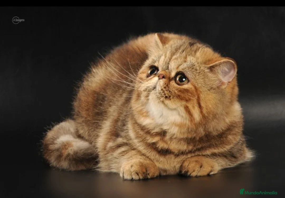 Imagen de galería {{count}}