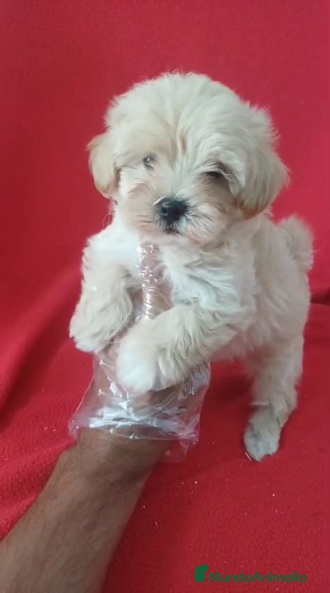 Maltipoo perros Maltipoo  - Anuncio 1