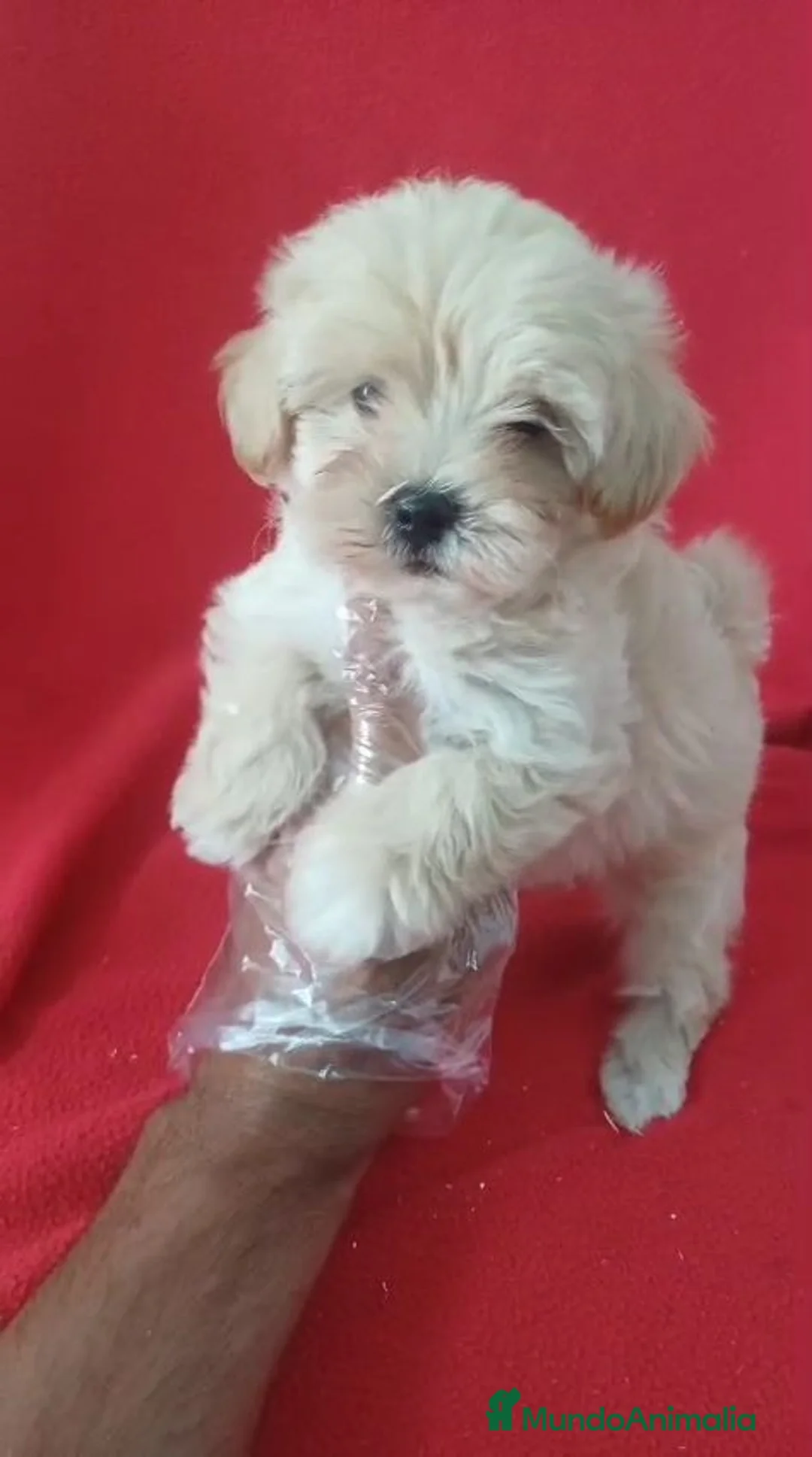 Maltipoo perros en venta: Maltipoo  - Anuncio 1