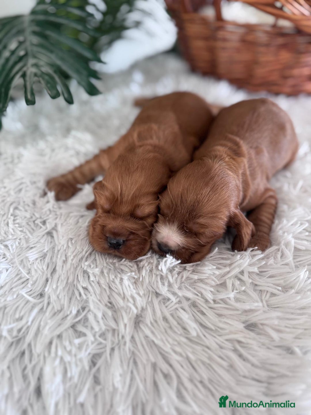 Cocker Spaniel Inglés perros en venta: COCKER SPANIEL INGLES - Anuncio 9