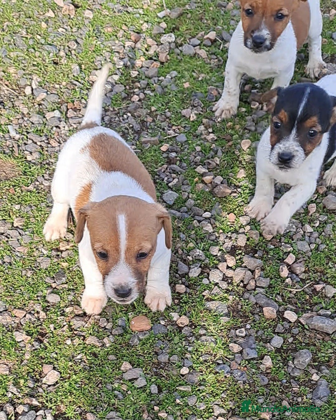 Jack Russell Terrier perros en venta: Jack russell  - Anuncio 2