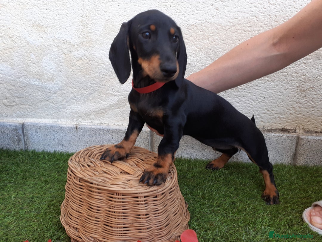 Teckel perros en venta: Preciosos TECKEL  - Imagen 8