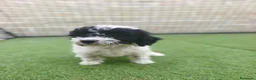 Perro de Agua Español perros en venta: Cachorros perros de agua - Anuncio 9