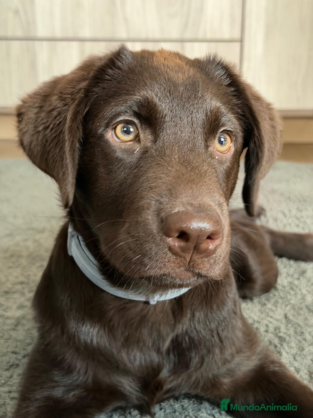 Labrador Retriever perros en venta: Cachorros de Labrador Retriever chocolates - Anuncio 10