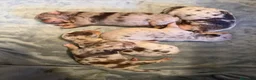 Chihuahua perros en venta: Camada de chihuahuas arlequín chocolate  en Barcelona - Anuncio 1