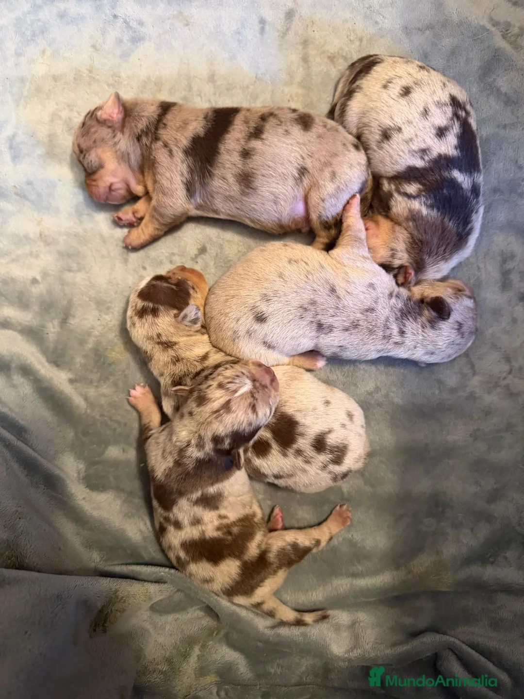 Chihuahua perros en venta: Camada de chihuahuas arlequín chocolate  en Barcelona - Anuncio 1