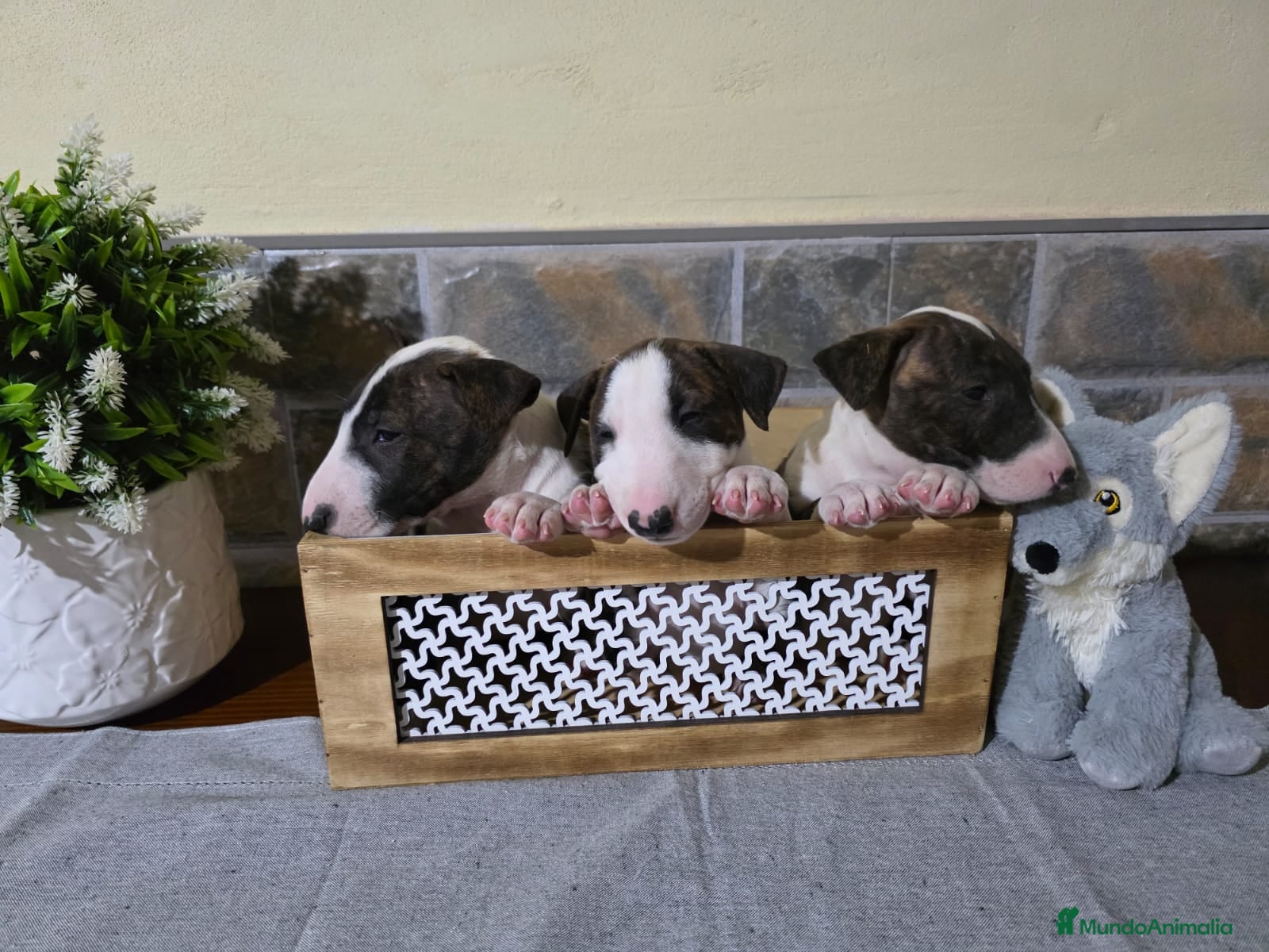 Bull Terrier perros BULL TERRIER - Anuncio 1