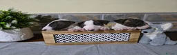 Bull Terrier perros en venta: BULL TERRIER - Anuncio 1