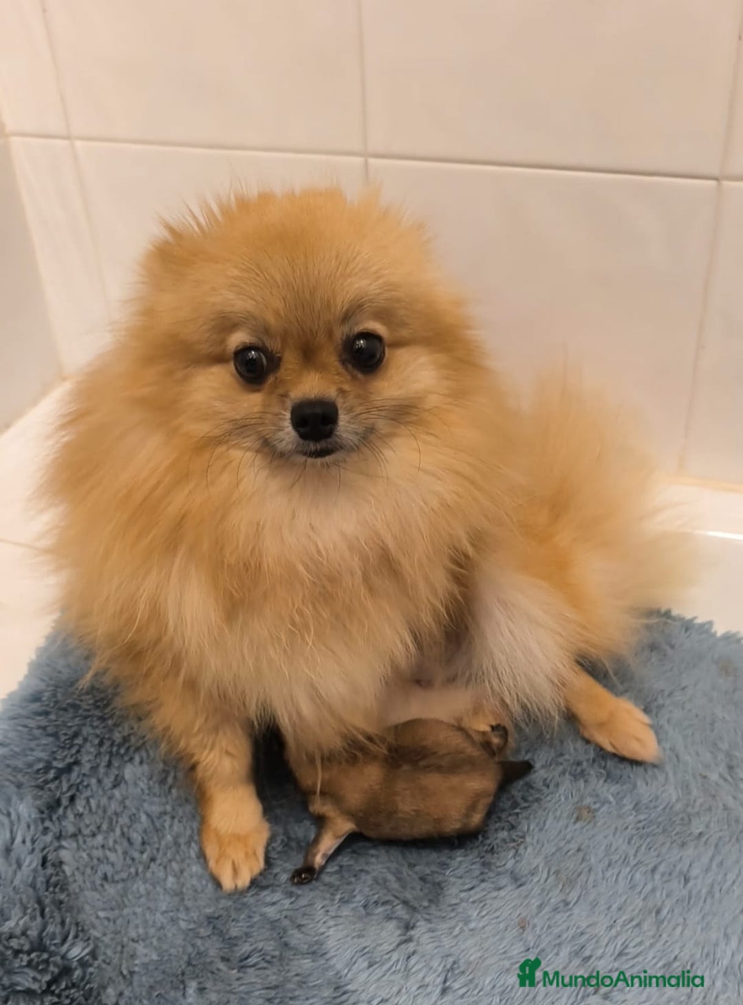 Pomerania perros en venta: Pomeraria hembra  - Anuncio 3