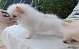 Pomerania perros en venta: Pomerania - Imagen 2