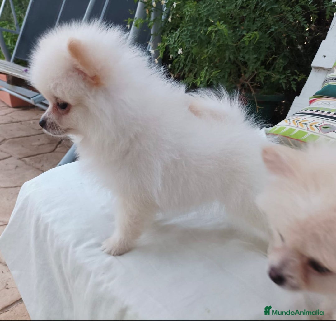 Pomerania perros en venta: Pomerania - Imagen 2