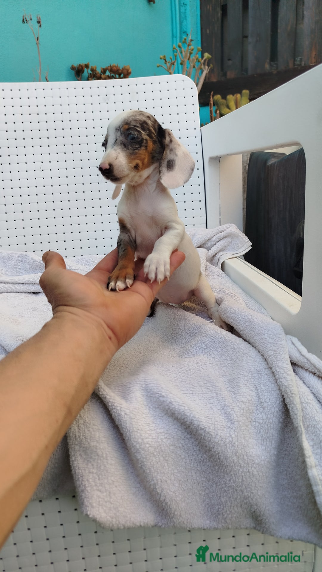 Teckel Miniatura perros en venta: Teckel mini  - Imagen 2