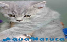 Británico de Pelo Corto gatos en venta: British Macho 7788 AQUANATURA - Anuncio 2