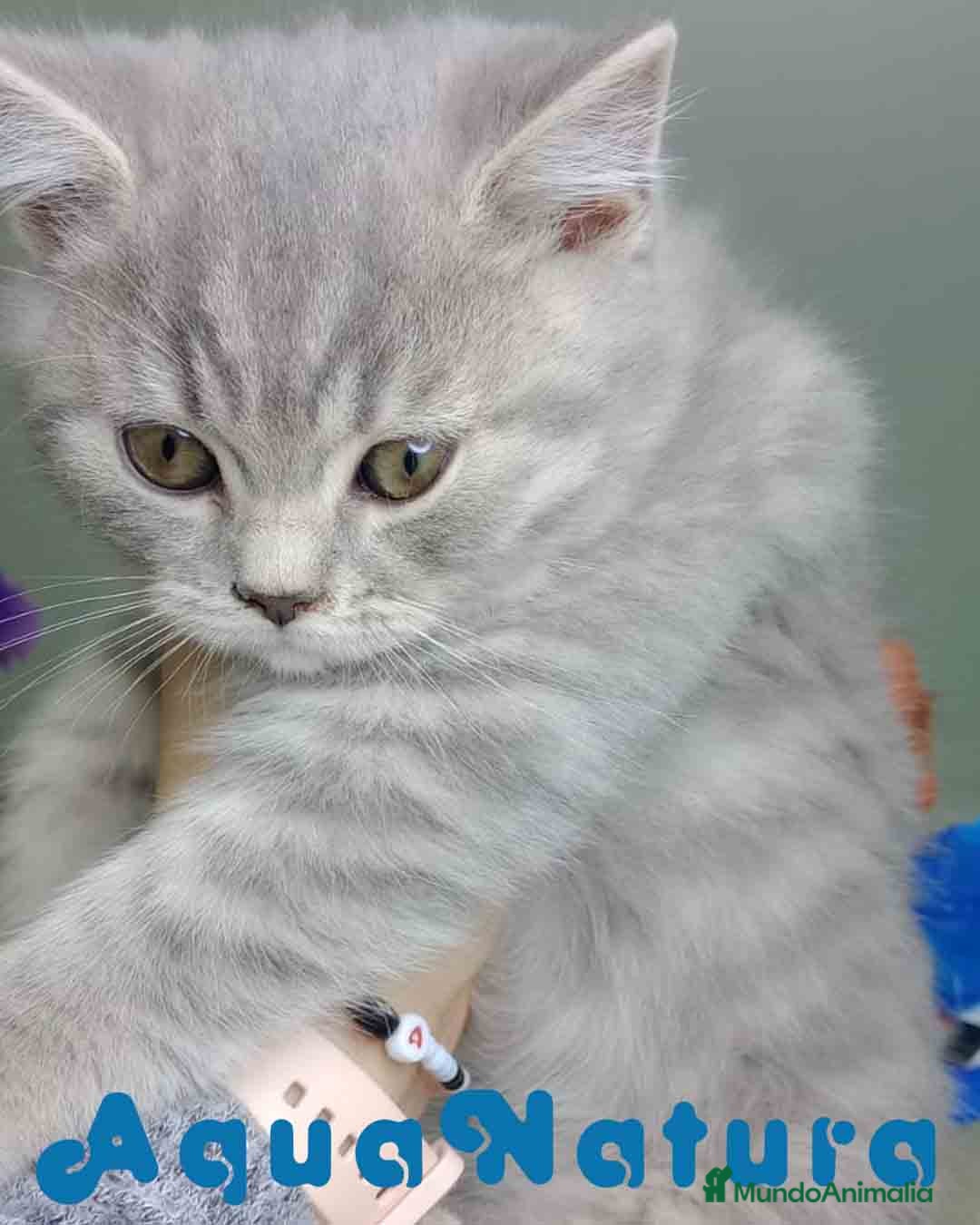 Británico de Pelo Corto gatos en venta: British Macho 7788 AQUANATURA - Anuncio 2