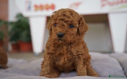 Caniche Toy perros en venta: ❤️ Atom y Solana – Caniches toy rojos  🐾 - Imagen 6