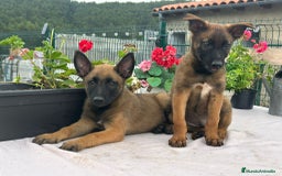 Pastor Belga Malinois perros en venta: Pastor belga malinois. Precio real en Cantabria - Imagen 5