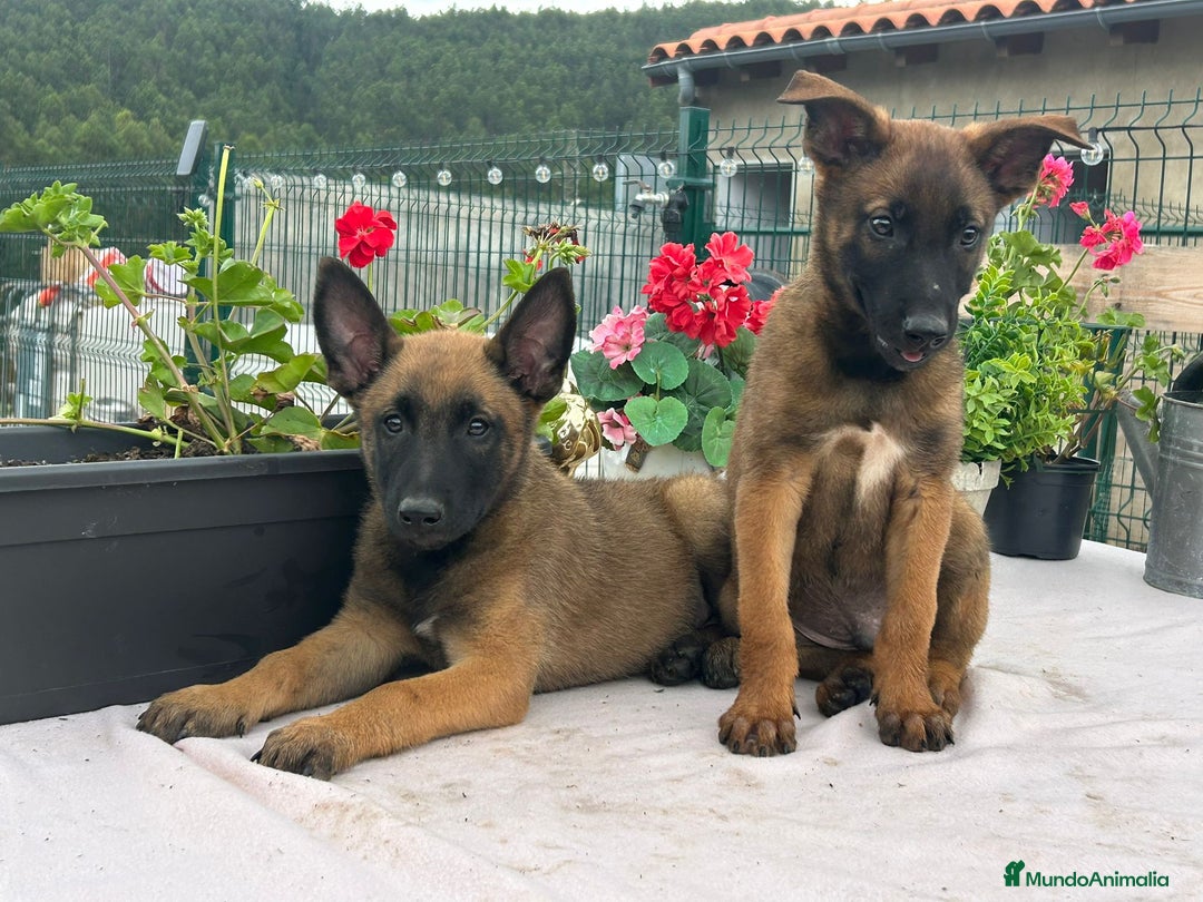 Pastor Belga Malinois perros en venta: Pastor belga malinois. Precio real en Cantabria - Imagen 5