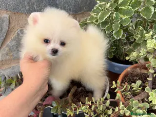 Pomerania perros Pomerania toy !!! - Anuncio 3