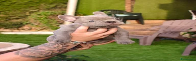 Bulldog Francés 1