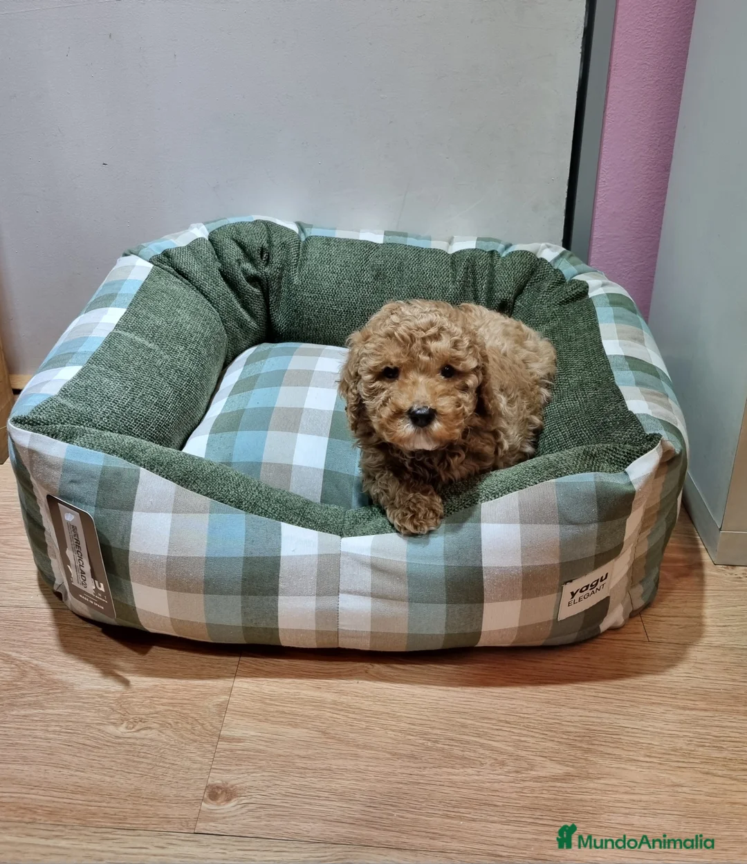 Caniche Toy perros en venta: Caniches en Barcelona - Anuncio 2