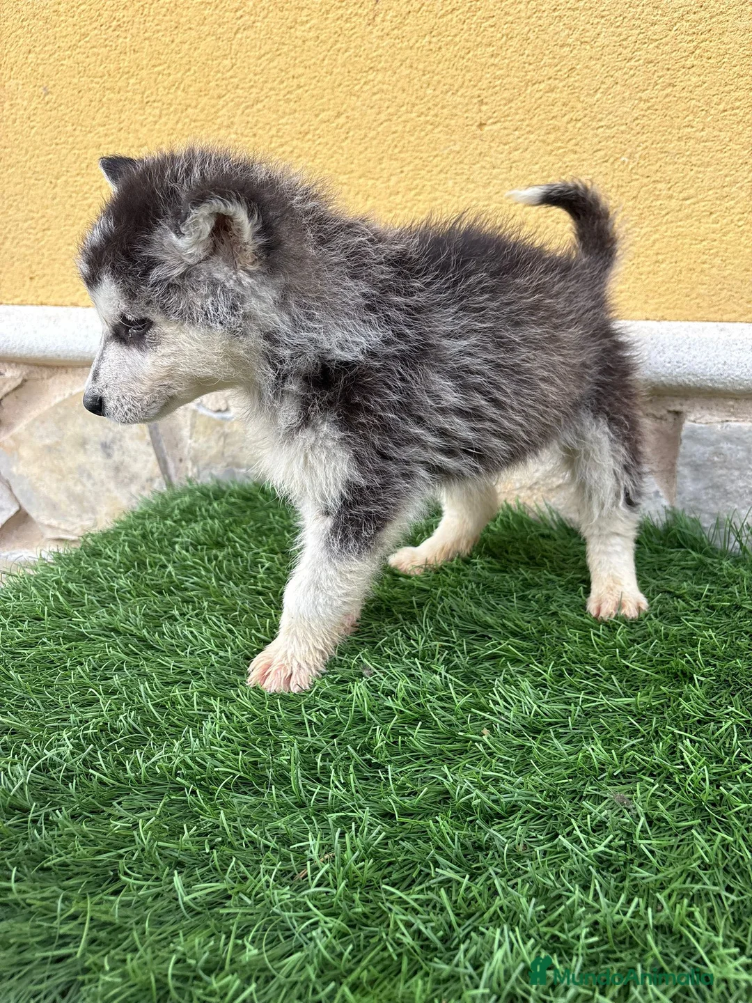 Husky Siberiano perros en venta: Husky siberiano macho  - Anuncio 3