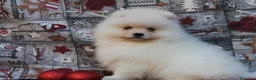 Pomerania perros en venta: POMERANIA  LINEA TOY   MUY CHATO - Anuncio 12