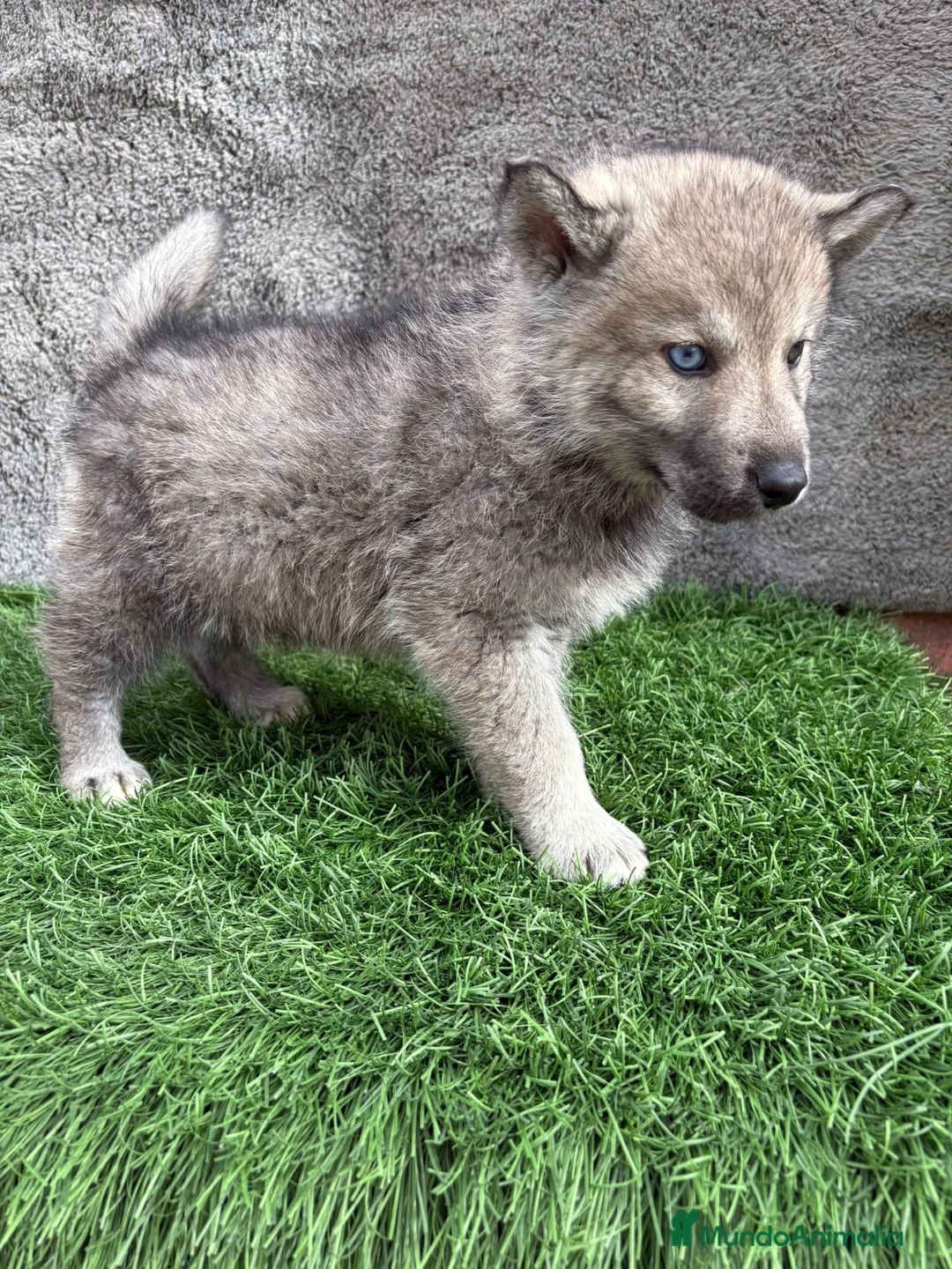 Husky Siberiano perros en venta: Macho de Husky siberiano agouti ojo azul  - Anuncio 13