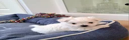 Bichón Maltés perros en venta: Bichón Maltés toy - Anuncio 4