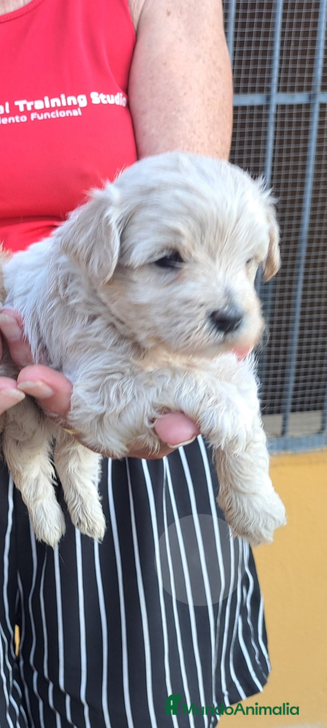 Maltipoo perros en venta: Maltipoo - Imagen 5