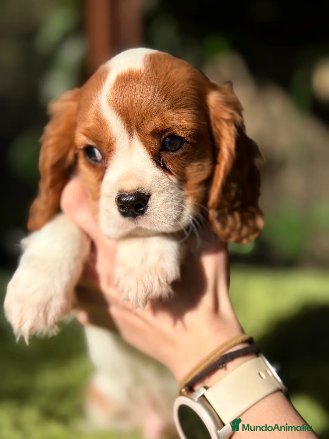 Cavalier King Charles Spaniel perros en venta: Cavalier King Blenheim  - Anuncio 4