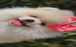 Pomerania perros en venta: HEMBRITA POMERANIA DIMINUTA  - Imagen 2