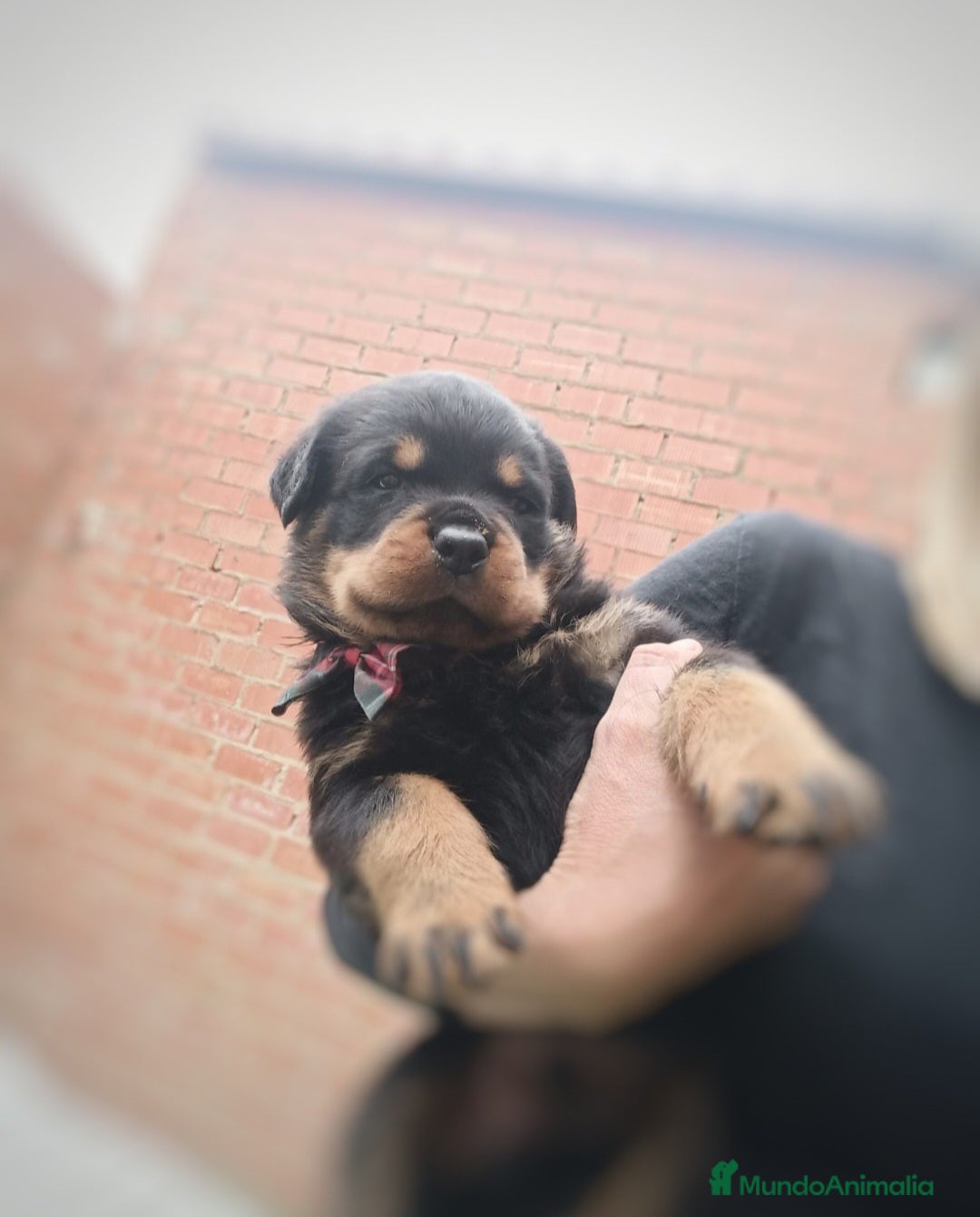 Rottweiler perros 🐾 Últimas 2 hembras de Rottweiler disponibles 🐾 - Anuncio 1
