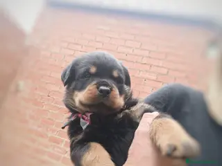 Rottweiler perros 🐾 Últimas 2 hembras de Rottweiler disponibles 🐾 - Anuncio 1