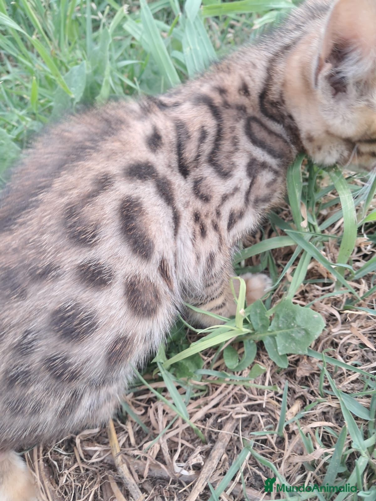 Bengalí gatos Gatito bengali en Barcelona - Anuncio 7
