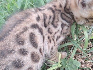Bengalí gatos en Barcelona - Anuncio 11
