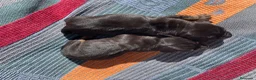 Teckel perros en venta: perro salchicha bebe en Madrid - Anuncio 15