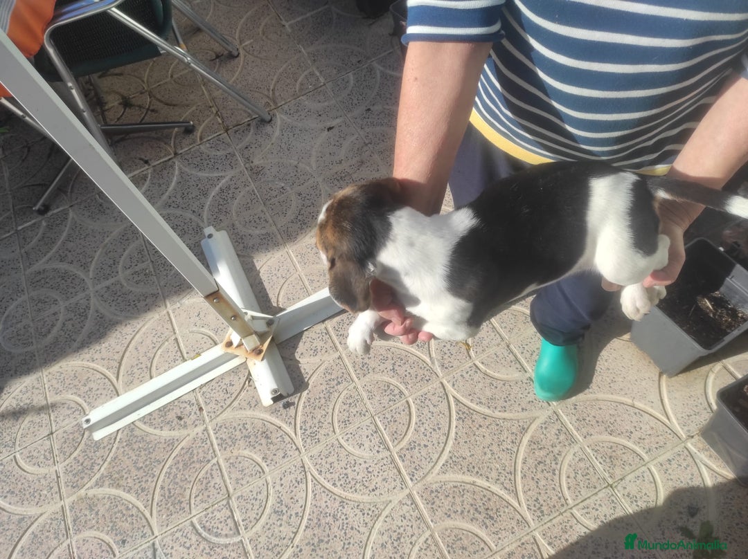 Beagle perros en venta: Beagle - Anuncio 13