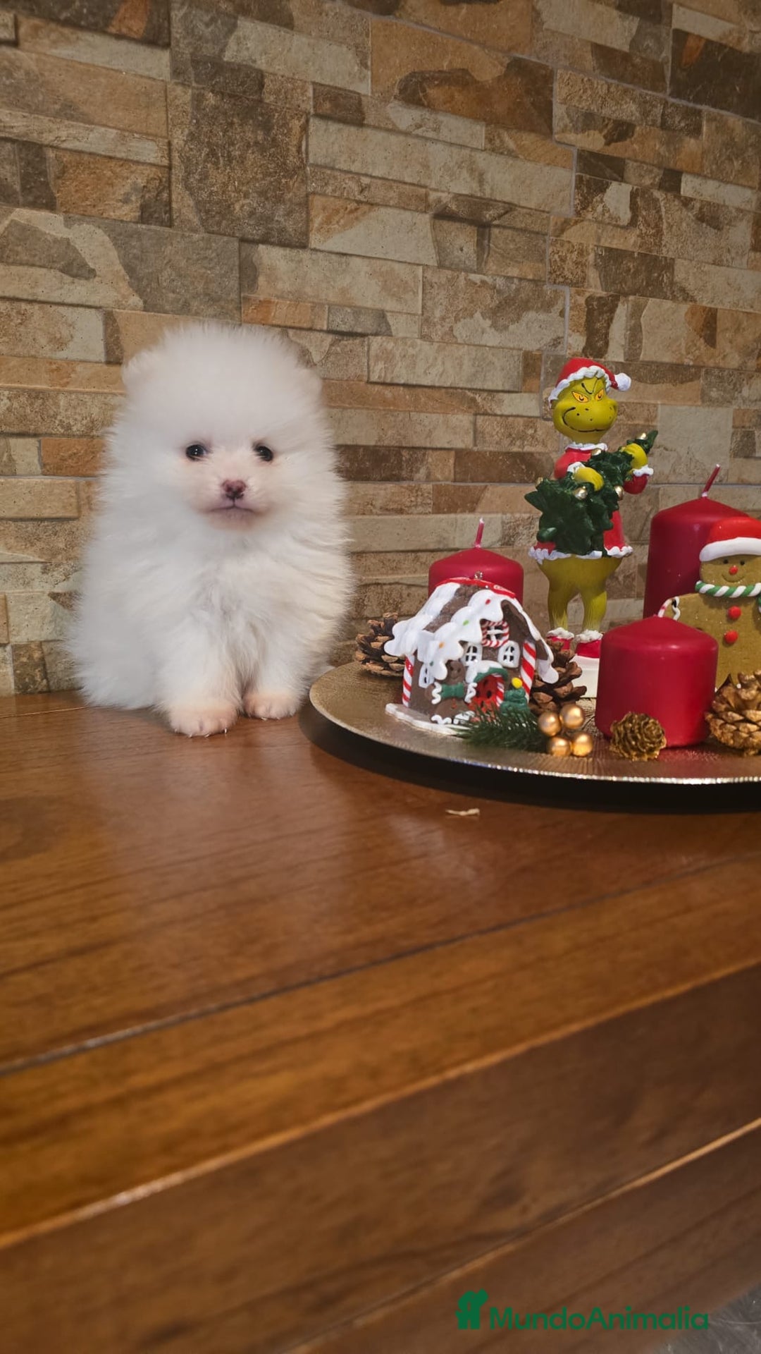 Pomerania perros en venta: EJEMPLARES DE POMERANIA  - Anuncio 7