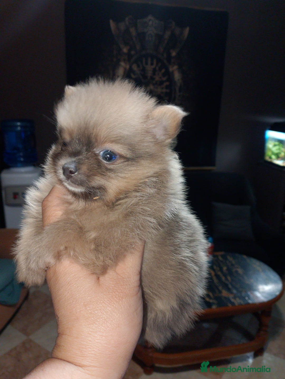 Pomerania perros en venta: Preciosas camada de pomerania  - Imagen 4