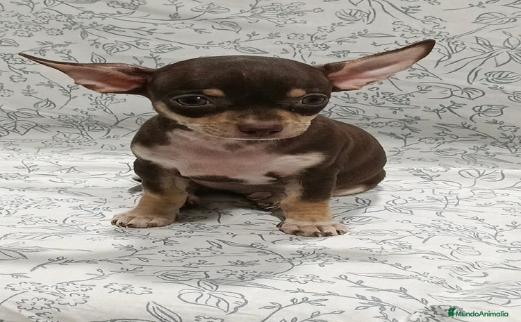 Chihuahua perros - Anuncio 6